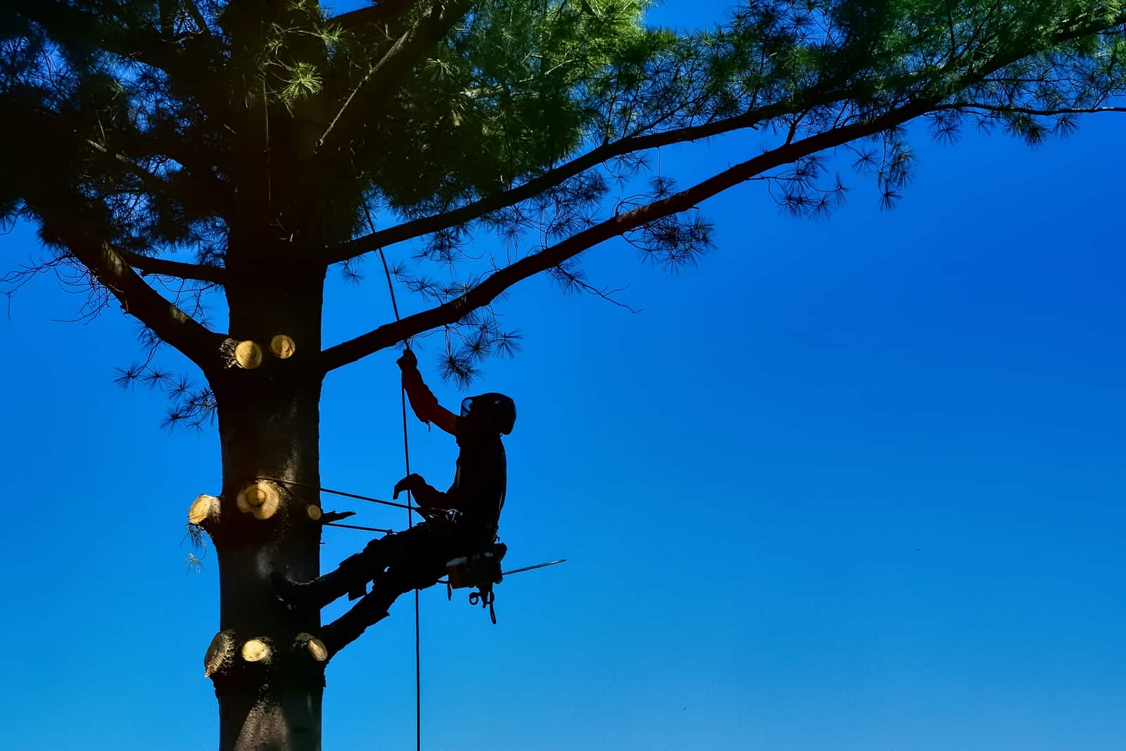 Tree service job site
