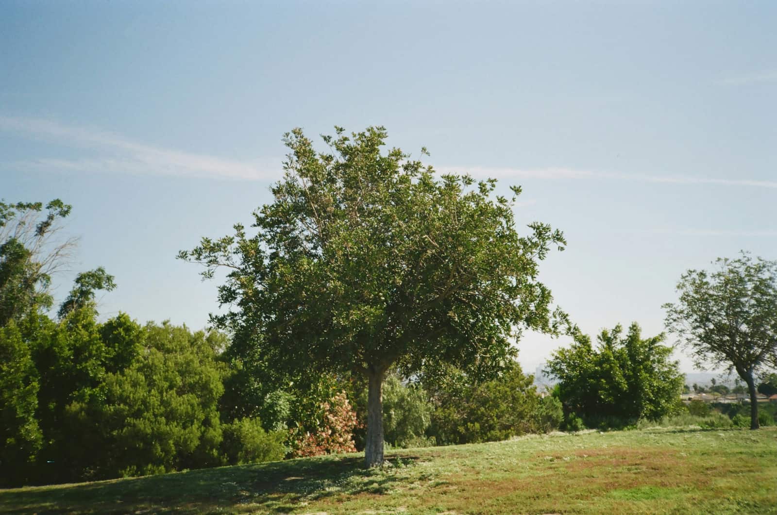 Arborist work in Columbia