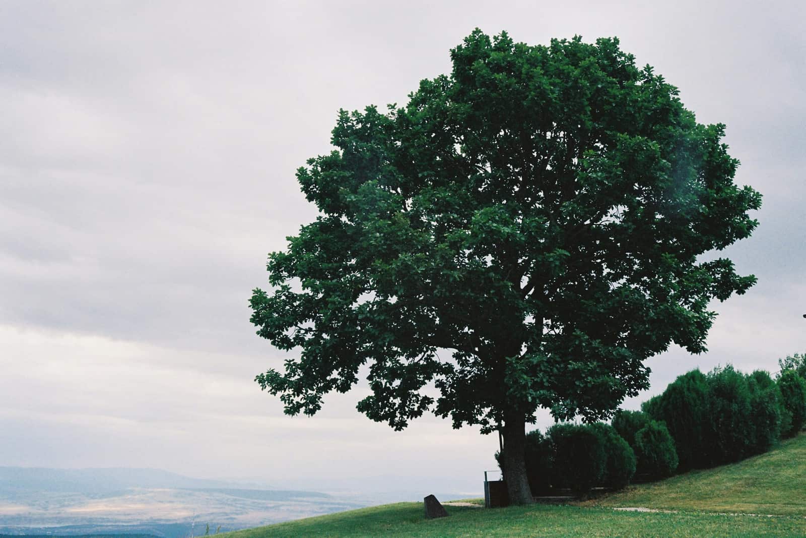 Tree Health Care